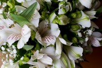 Bride's Flowers